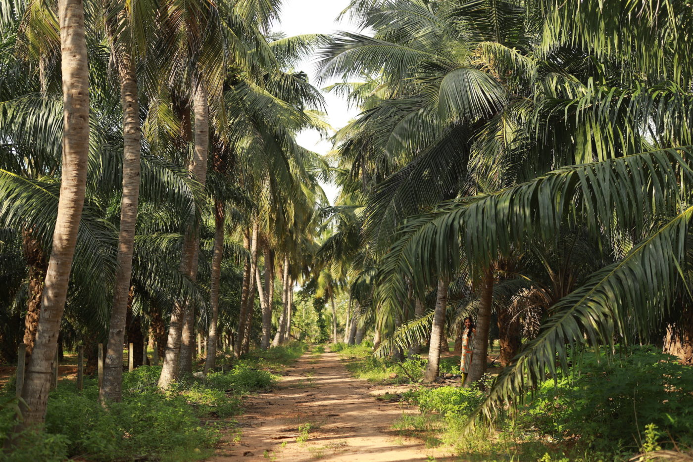 palm oil plantation south India, Santhakumar Chakravarthy