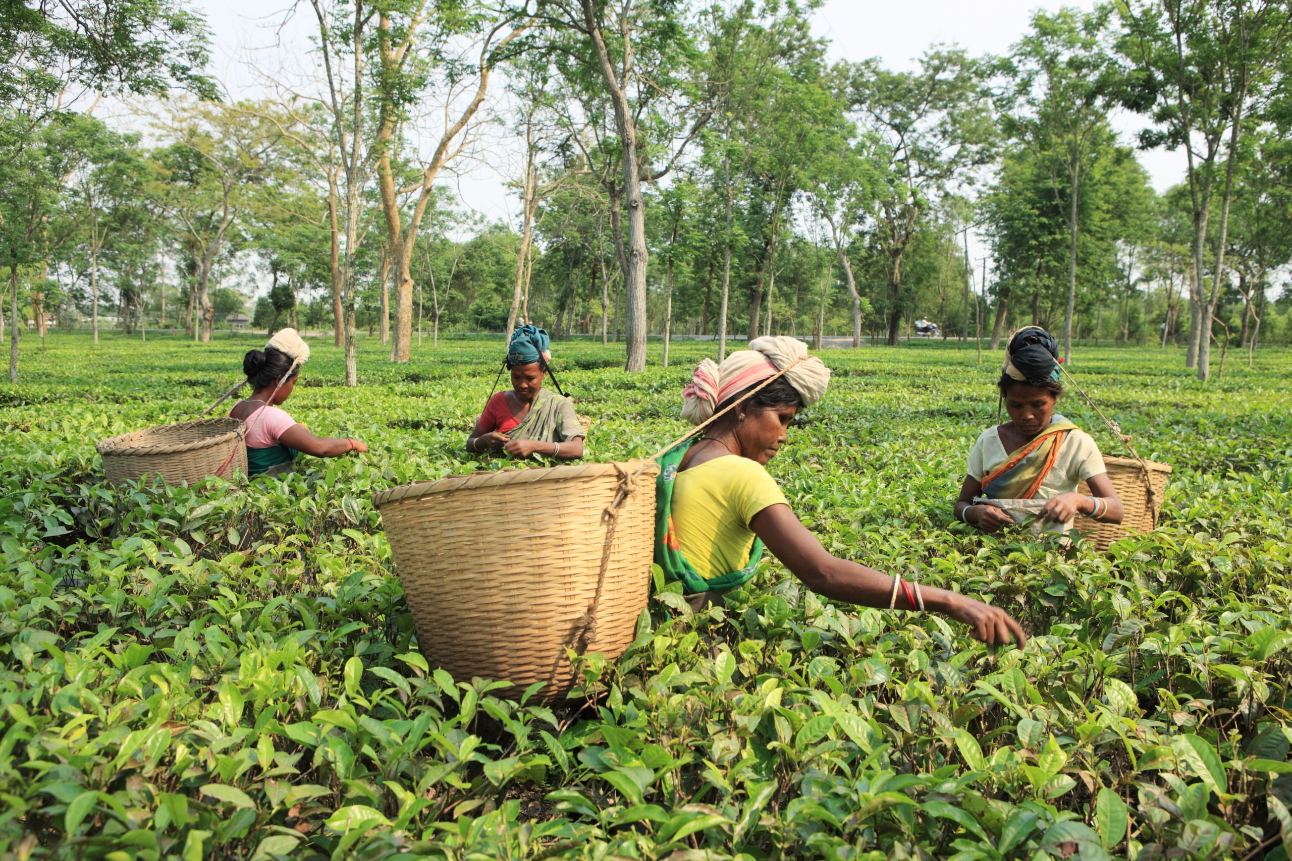 Workers pick tea leaves on a plantation in Assam, India,
