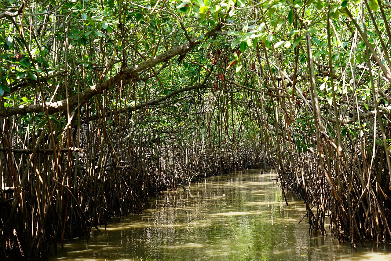 <p>The Pichavaram mangrove forest acted as a bio-shield during the 2004 Indian Ocean tsunami (Photo by Joydeep Gupta)</p>