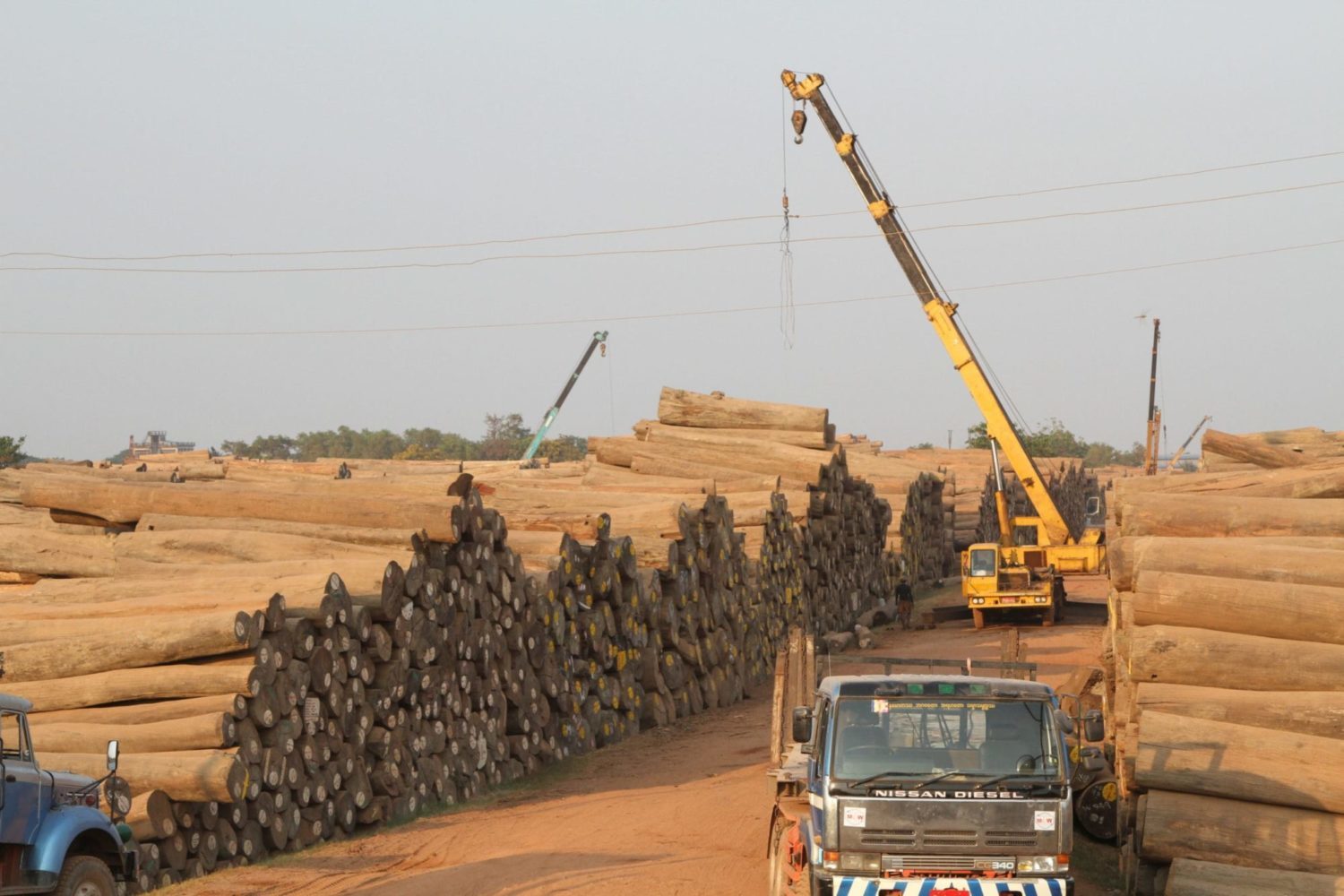 Stockpile of teak and other hardwood logs in Myanmar, 2014