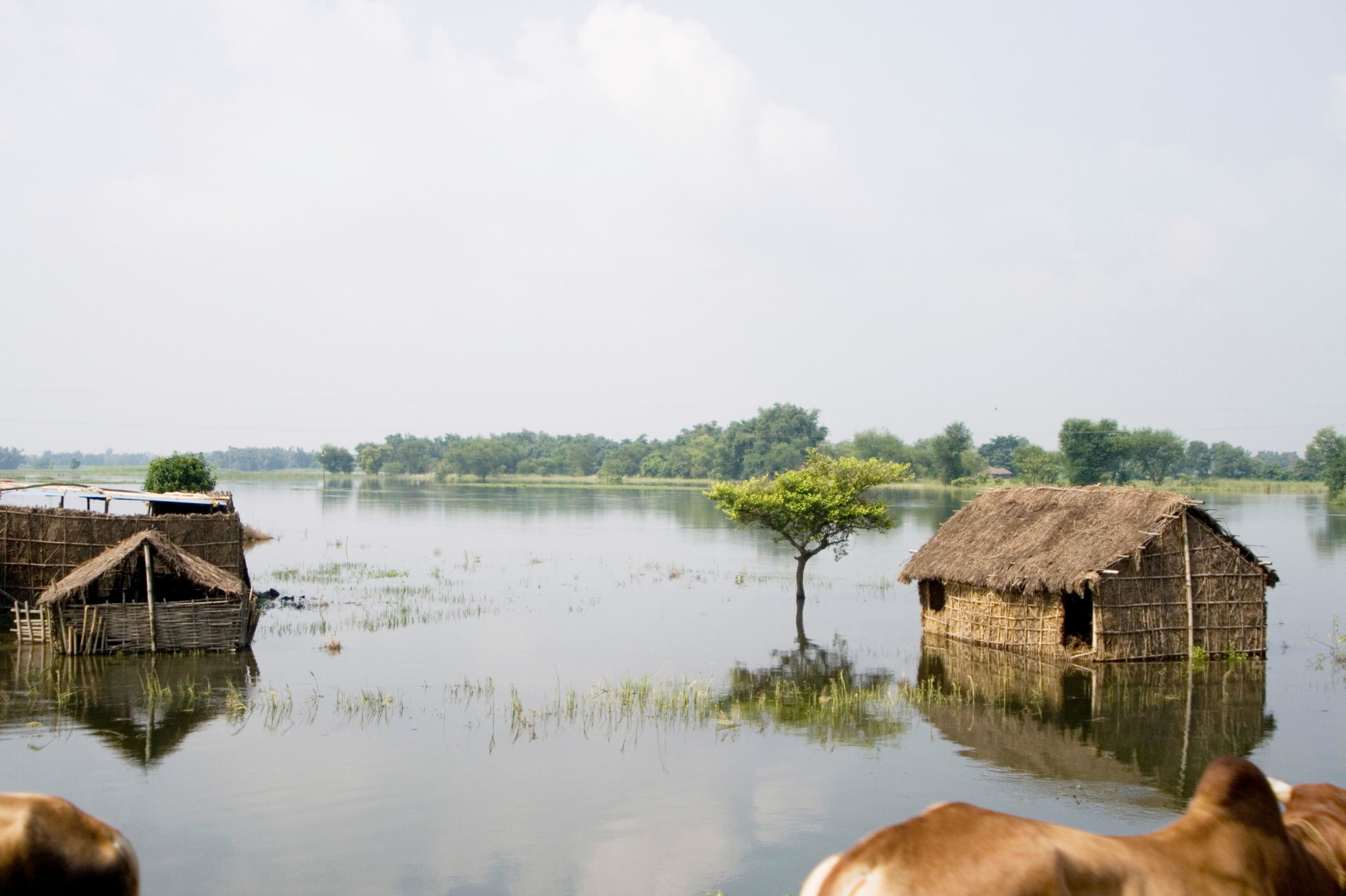 Houses submerged , Kosi river flood , Koshi , Purnea , Purnia district , Bihar , India , Asia