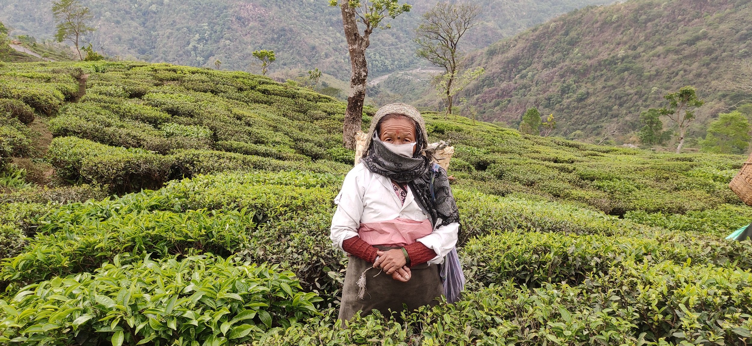 A tea plucker stands among the bushes (image: Gurvinder Singh)