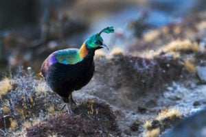 The Himalayan monal  – the national bird of Nepal and state bird of Uttarakhand  – is emblematic of the vast biodiversity in the Hindu Kush Himalayas. Stopping and reversing biodiversity loss is crucial to tackling climate change and protecting the livelihoods and wellbeing of millions across the region (Image: Hira Punjabi / Alamy)