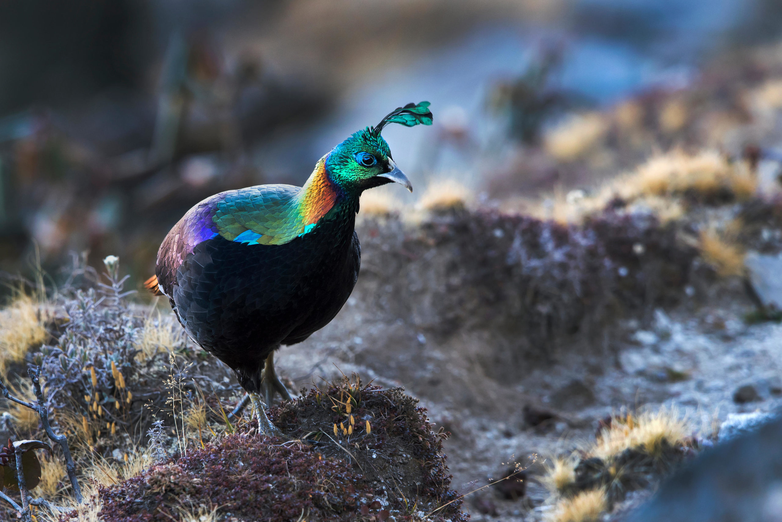 <p>The Himalayan monal  – the national bird of Nepal and state bird of Uttarakhand  – is emblematic of the vast biodiversity in the Hindu Kush Himalayas. Stopping and reversing biodiversity loss is crucial to tackling climate change and protecting the livelihoods and wellbeing of millions across the region (Image: Hira Punjabi / Alamy)</p>