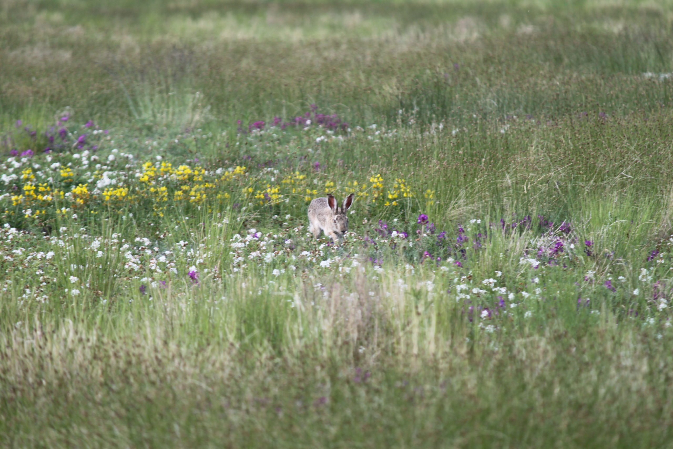 A hare feeds in a meadow at the dry Lake Barun-Torey in 2013