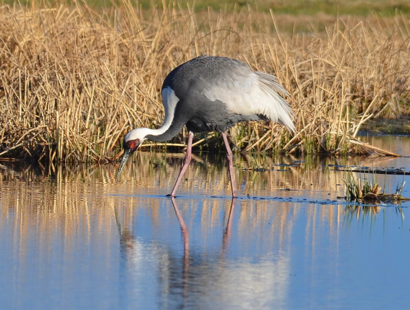 A male White-naped Crane feeds near its nest at Lake Lebedinoe, a small steppe body of water in the Torey Depression