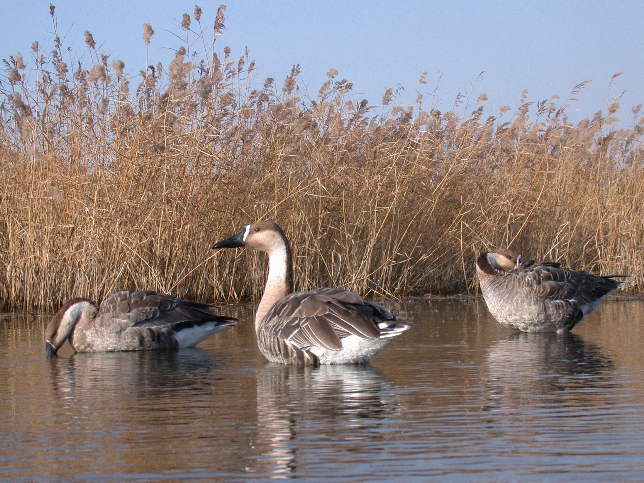 Rare migratory swan geese forage in their breeding habitats on the lower Ulz River. 