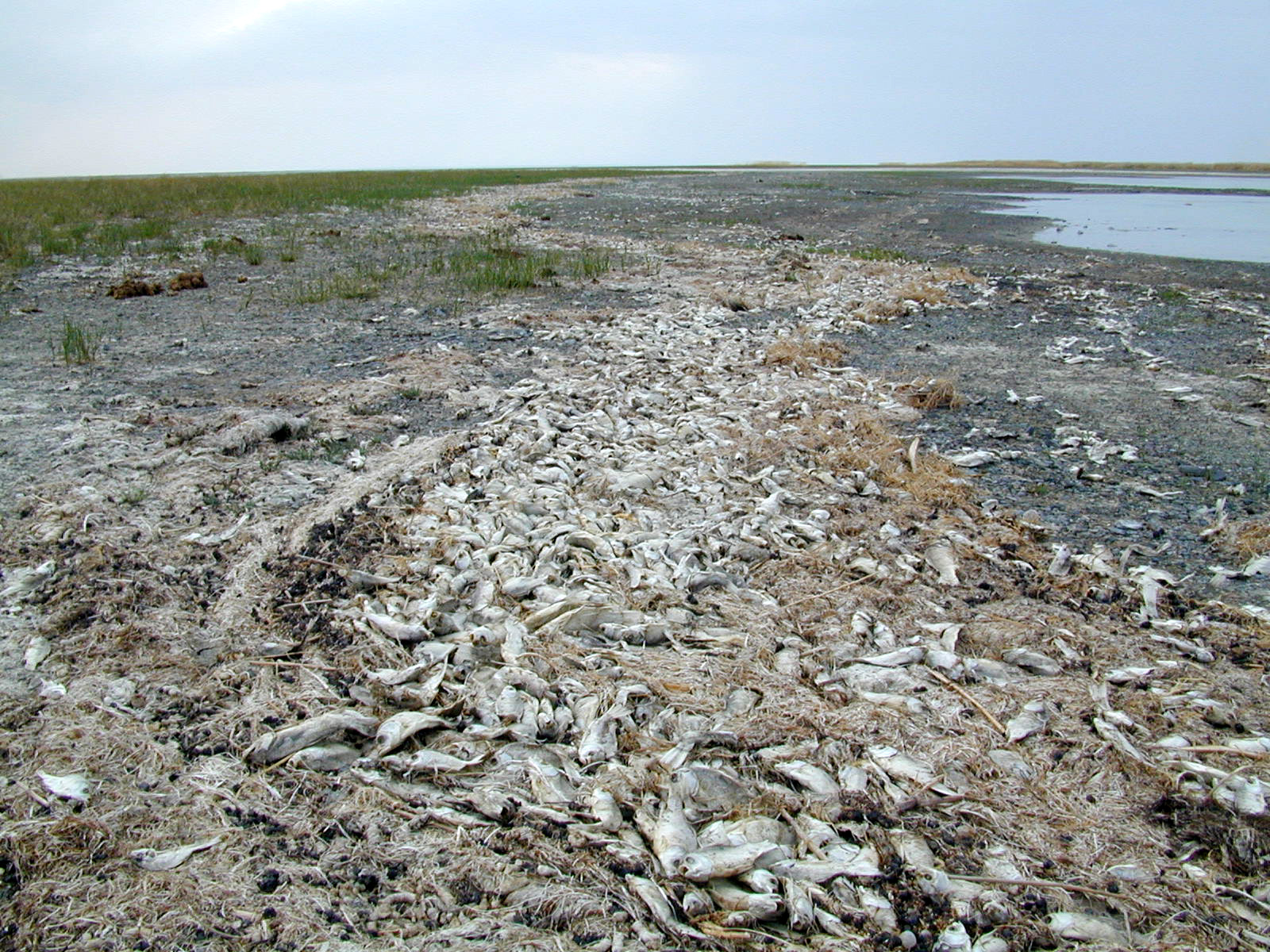 Dead silver carp on the shore of Lake Zun-Torey in 2004