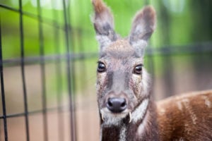 <p>A Siberian musk deer in captivity. The Himalayan musk deer is one of the species that could be farmed for commercial purposes under new legislation in Nepal (Image: Yury Stroykin / Alamy)</p>