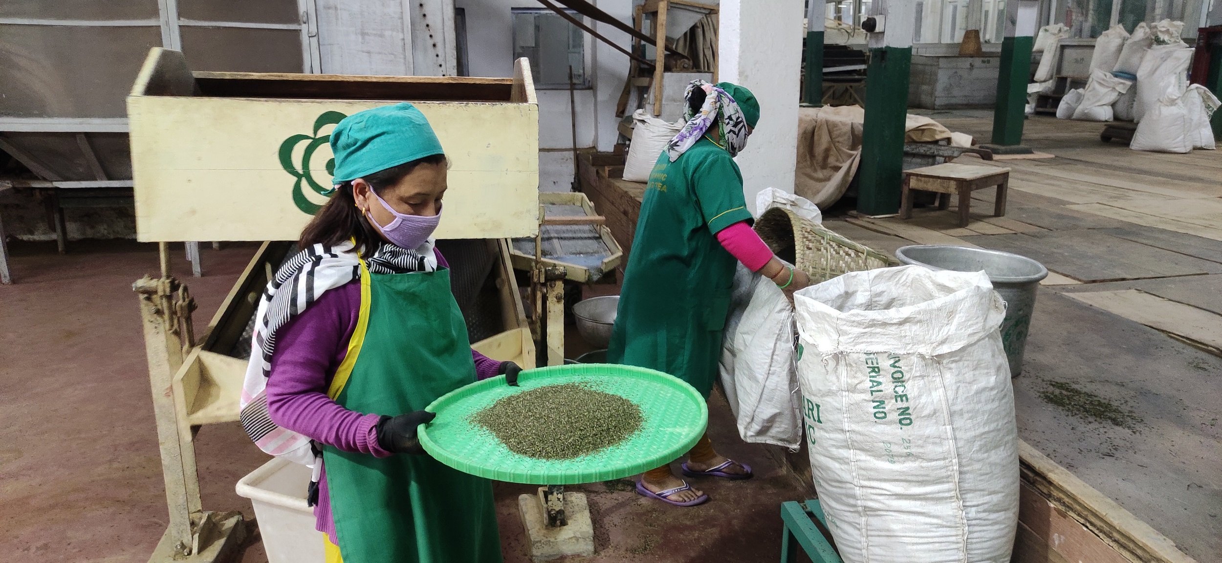 Tea being processed at the factory of Makaibari tea estate (image: Gurvinder Singh)