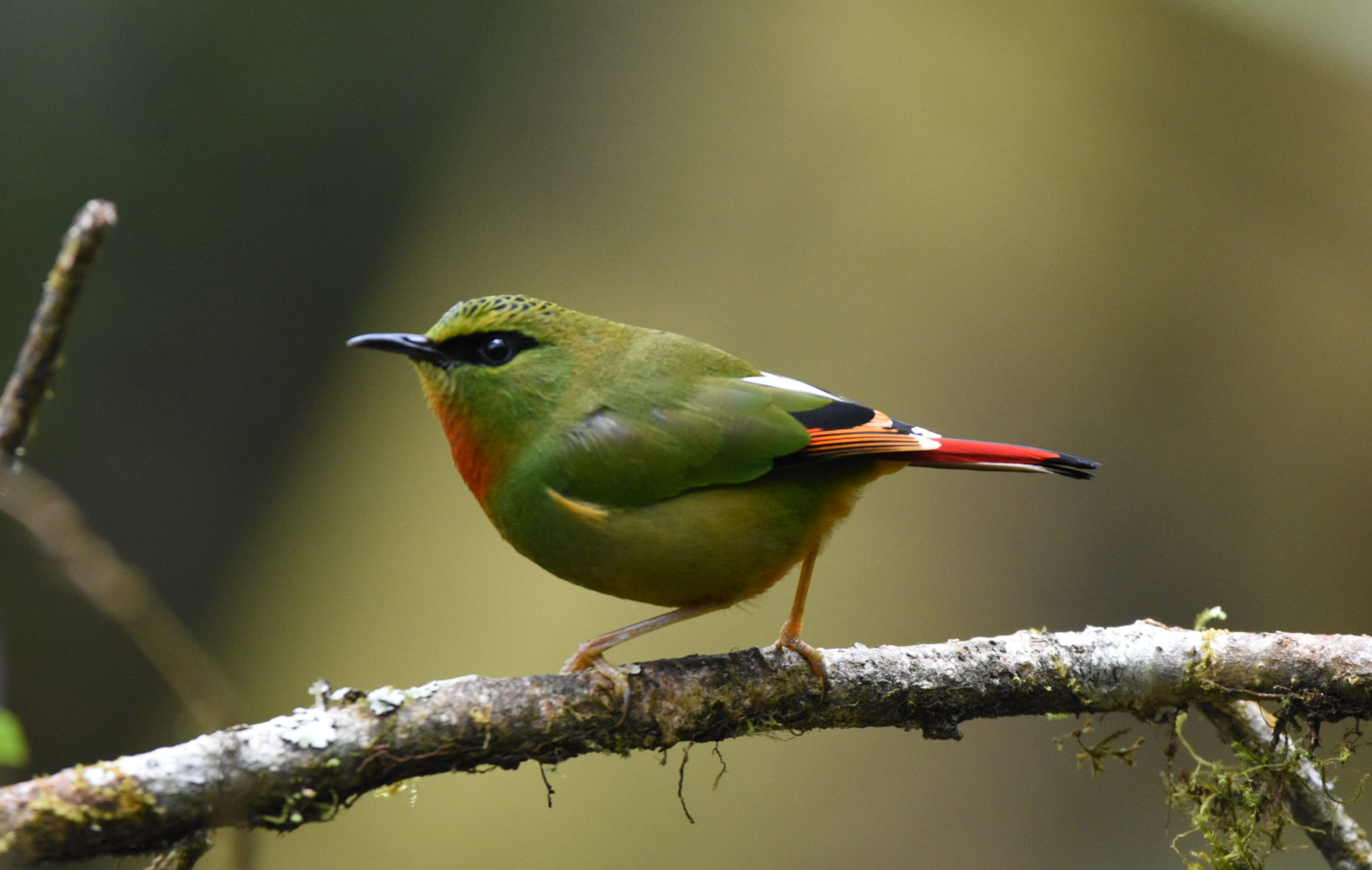 Fire-tailed myzornis