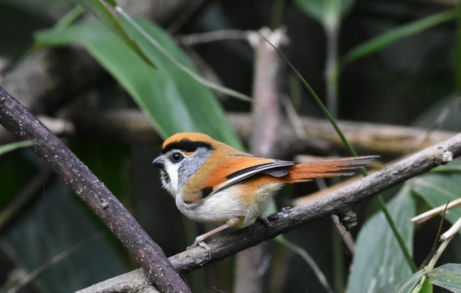 Black-throated parrotbill