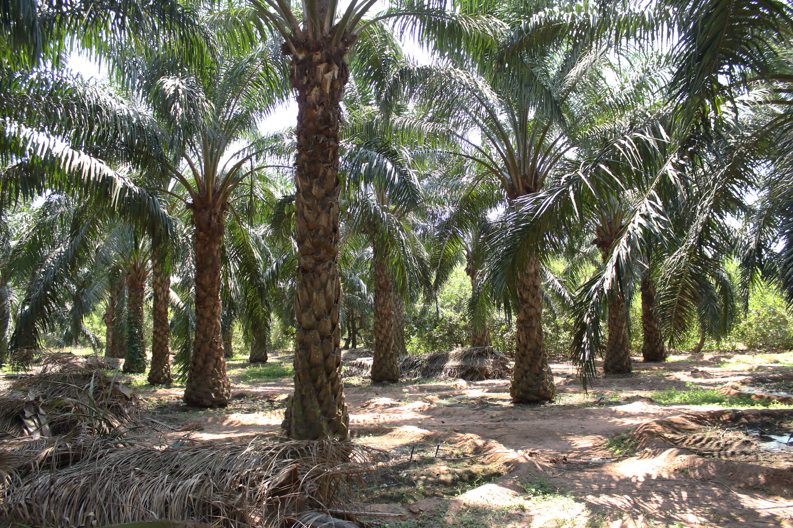 oil palms in Andhra Pradesh, Kevin Samuel / China Dialogue