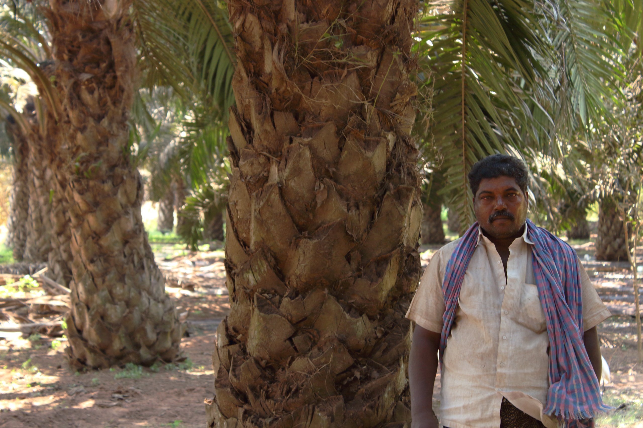 Farmer K. Prasad has turned all the land he owns in West Godavari district over to oil palm cultivation, Kevin Samuel / China Dialogue