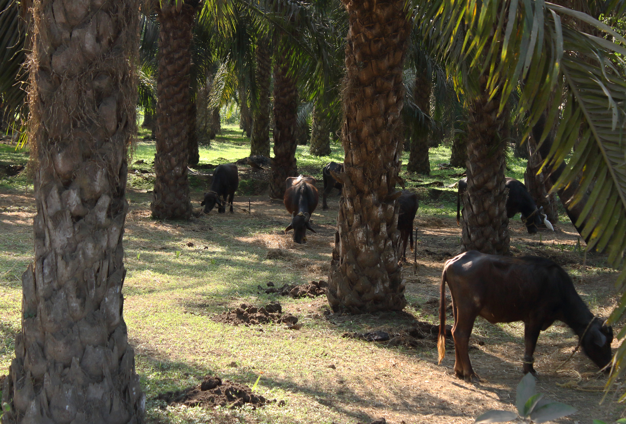 Cattle graze on oil palm plantations in Andhra Pradesh, Kevin Samuel / China Dialogue