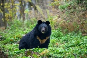 The Asiatic black bear is also known as the ‘moon bear’. It depends on forest vegetation for food, making the species vulnerable as climate change alters the altitude at which trees grow. (Image: Volodymyr Burdiak / Alamy)