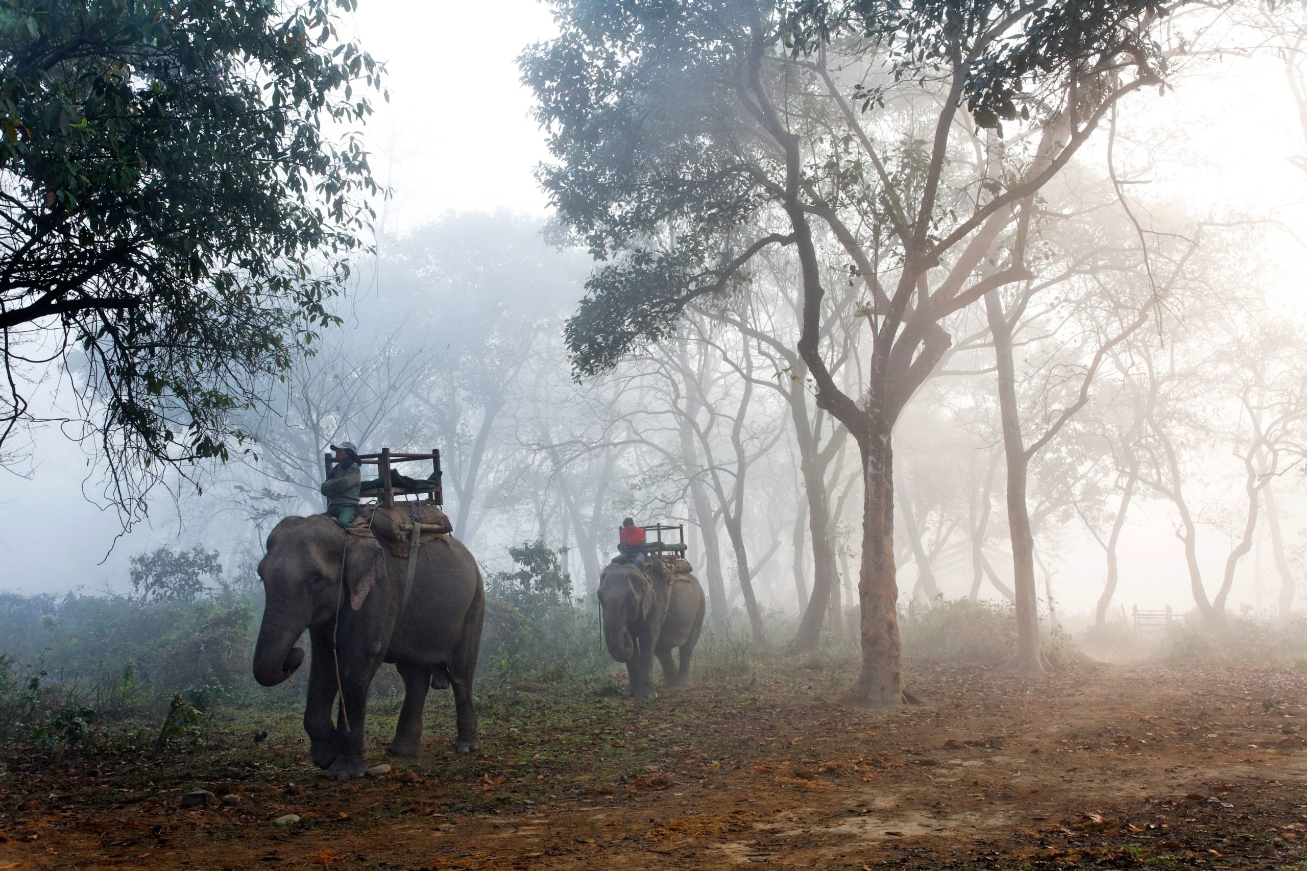 Nepal - Chitwan National Park - safari on elephant back
