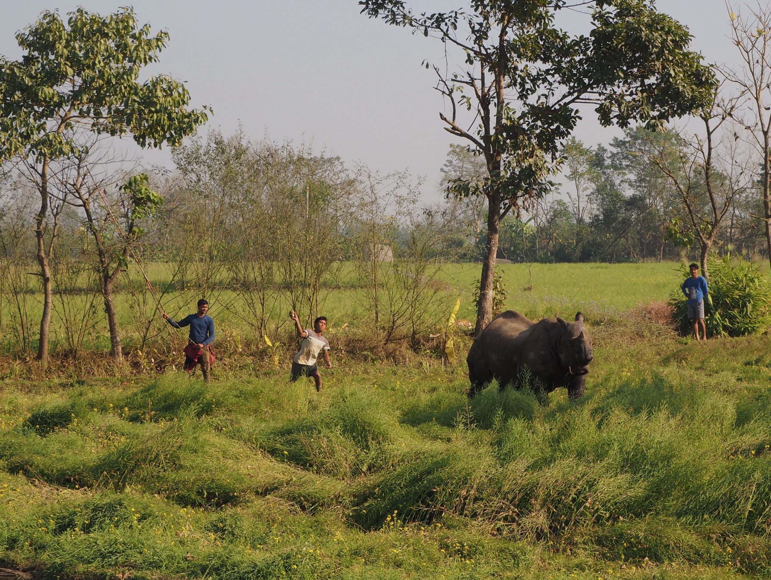 <p>Villagers and park staff try to scare a rhinoceros away from crops in Bachhauli village (Image: Peter Gill)</p>