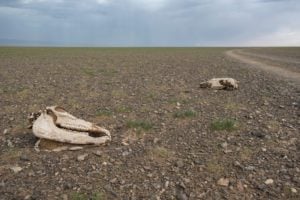 animal skeletons in the Gobi desert