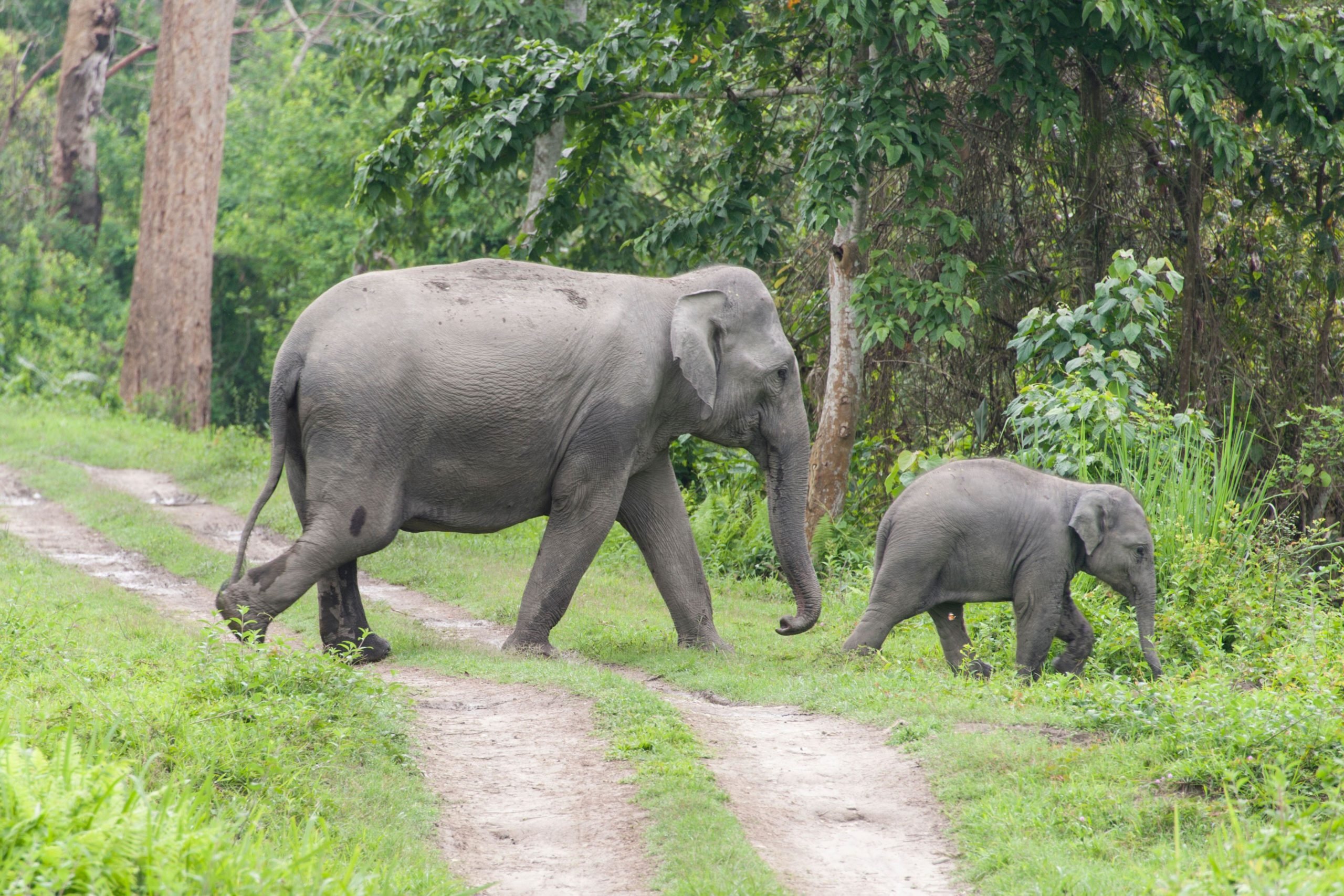 Mother and calf Asian elephants cross park road, Kaziranga National Park, India