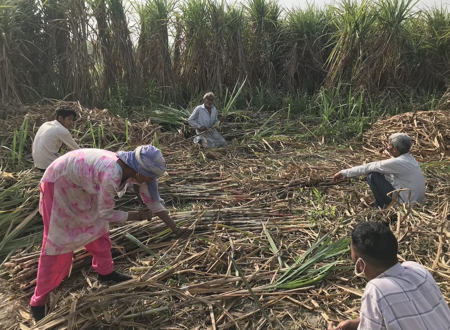 Farmers field sugar mill Uttar Pradesh