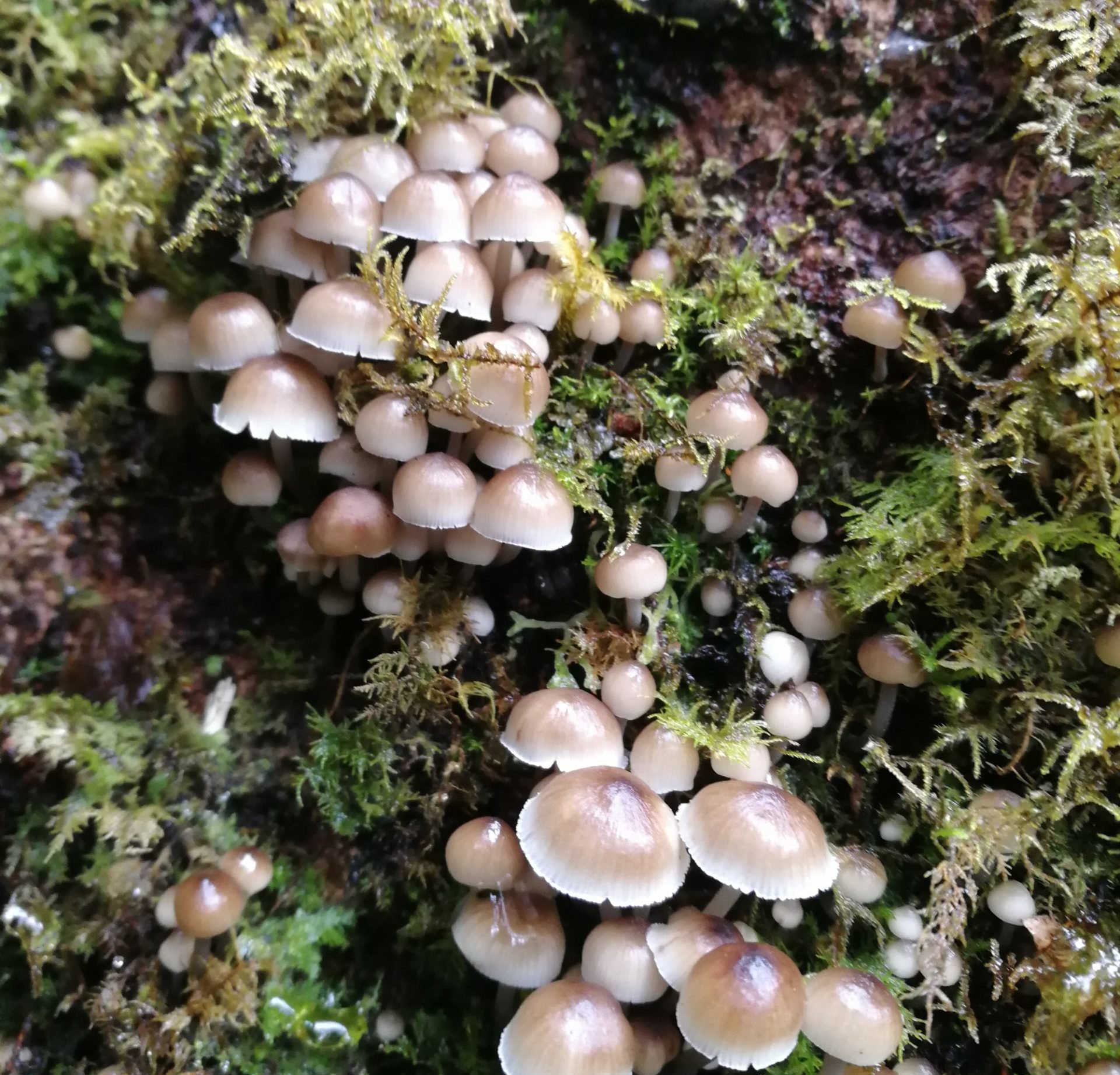 Fungi at Eaglenest (Image: Dombe Pradhan)