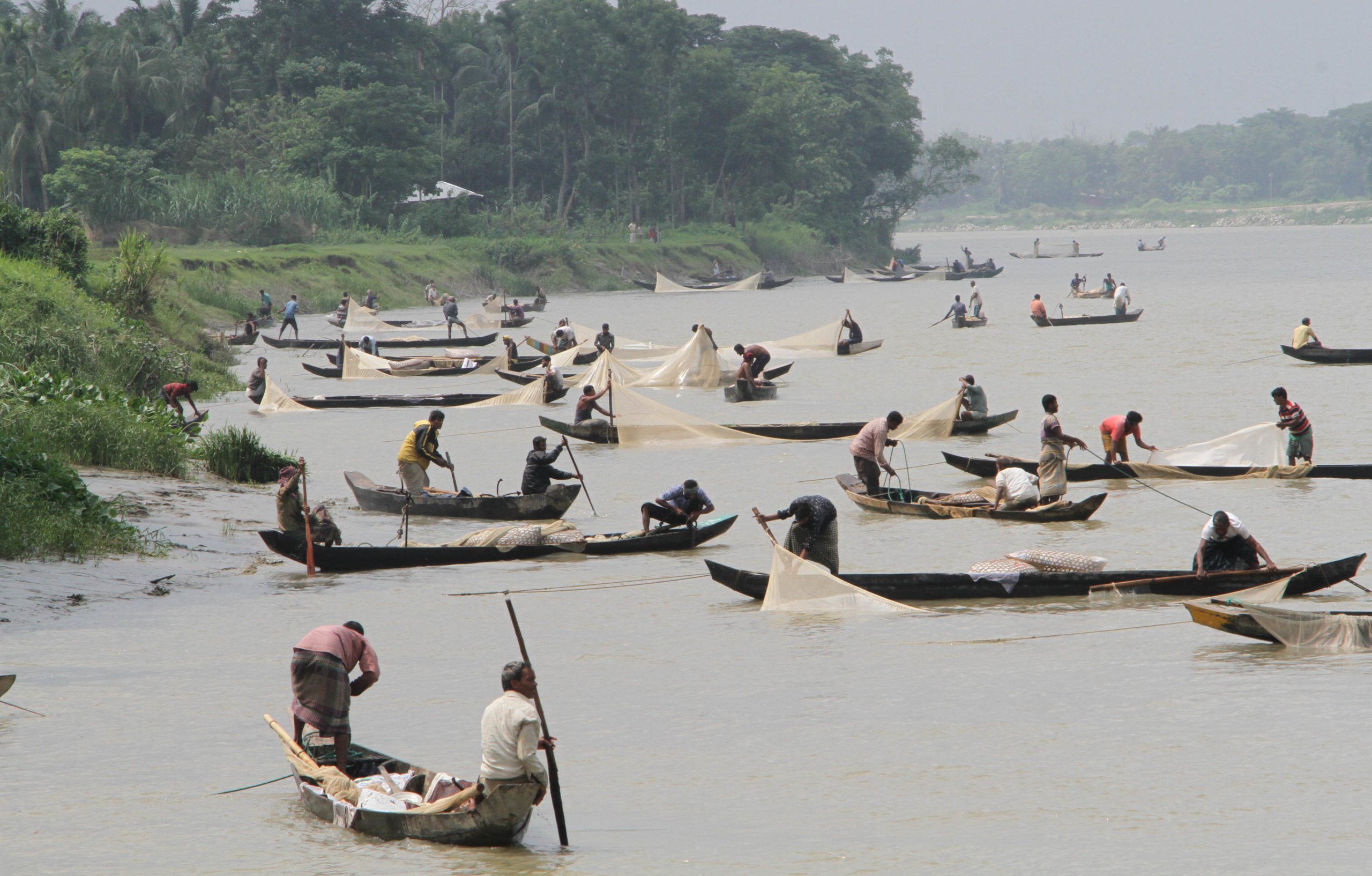 Fishers collecting fish eggs on the Halda river, Bangladesh