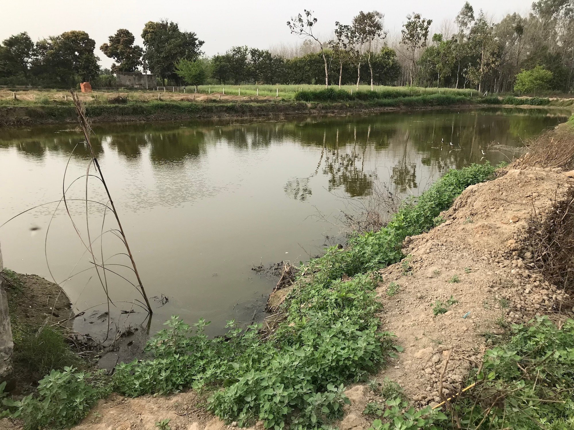 Water pond by sugar mill Muzaffarnagr Khatauli Uttar Pradesh