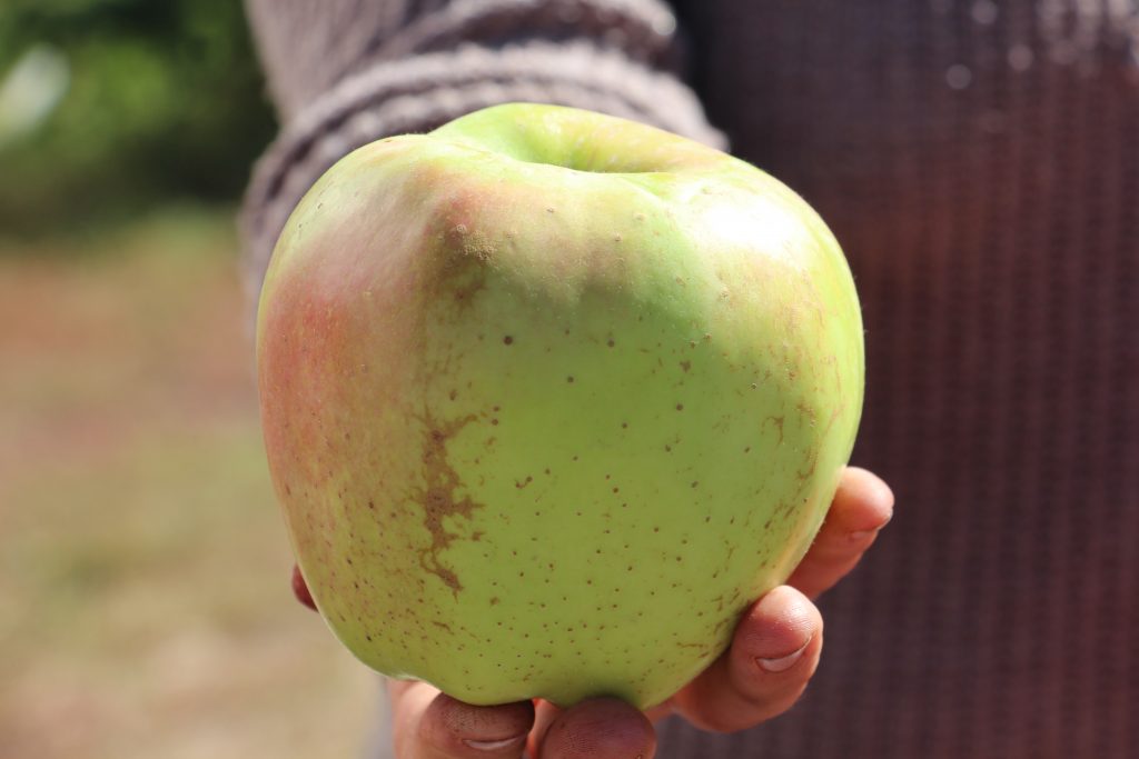 An apple grown in a Bio-KG organic aymak