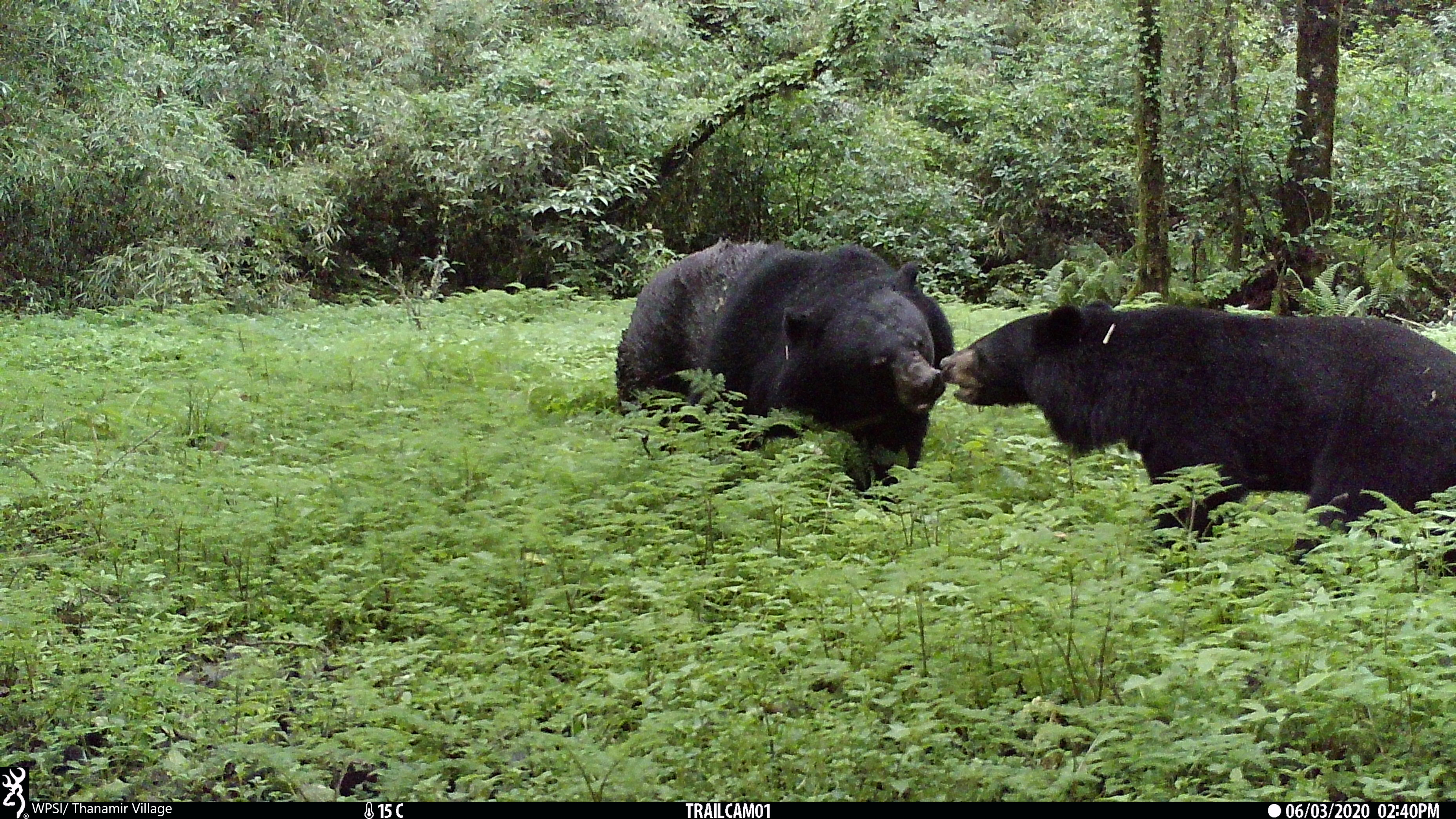 Asiatic black bears, WPSI/Thanamir village