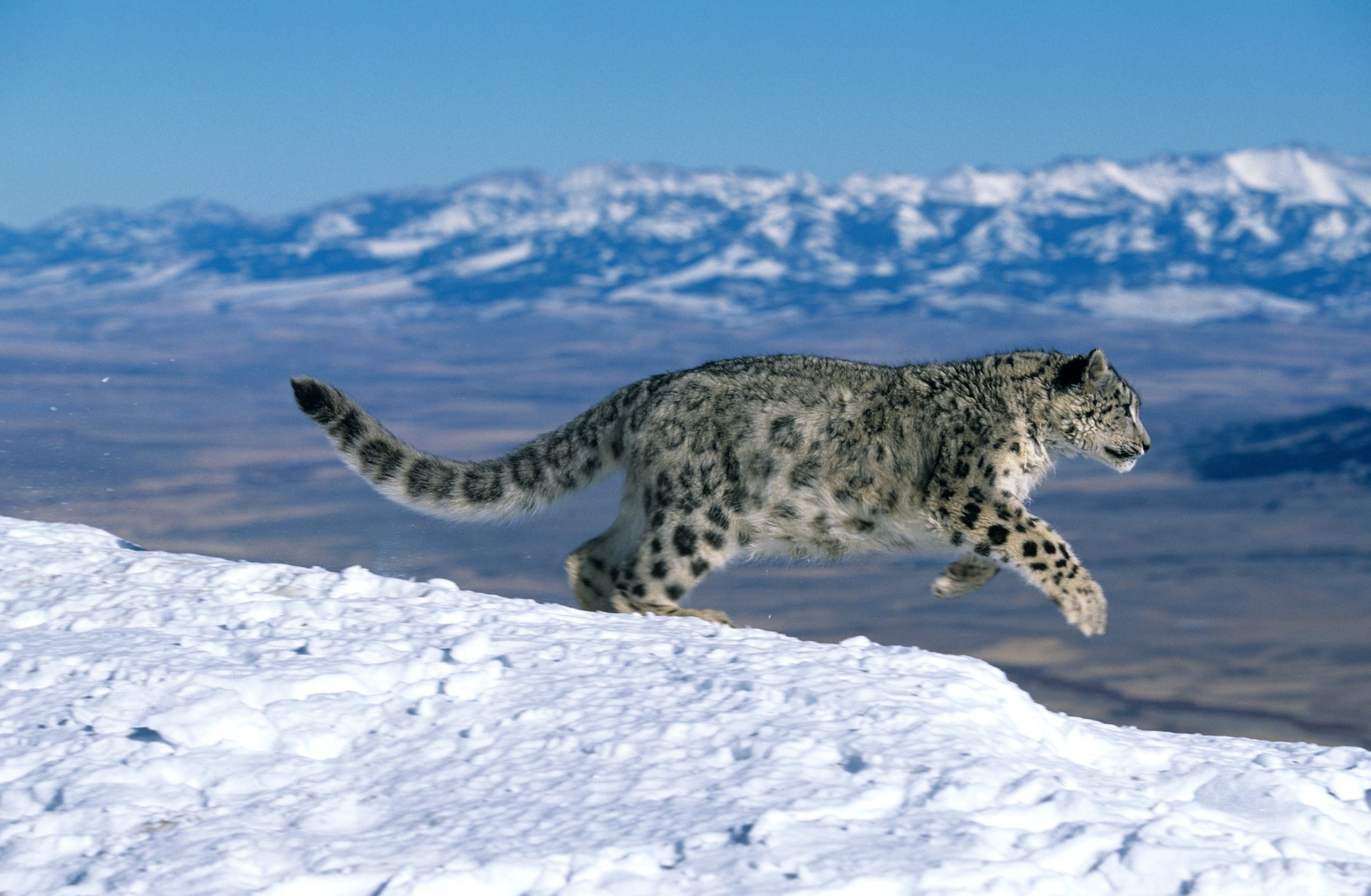 snow leopard jumping