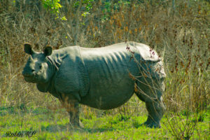 <p>Sibu Pothi, the female rhino who was the author’s first sighting during Nepal’s 2021 rhino census (Image: Rabin Bahadur K.C.)</p>