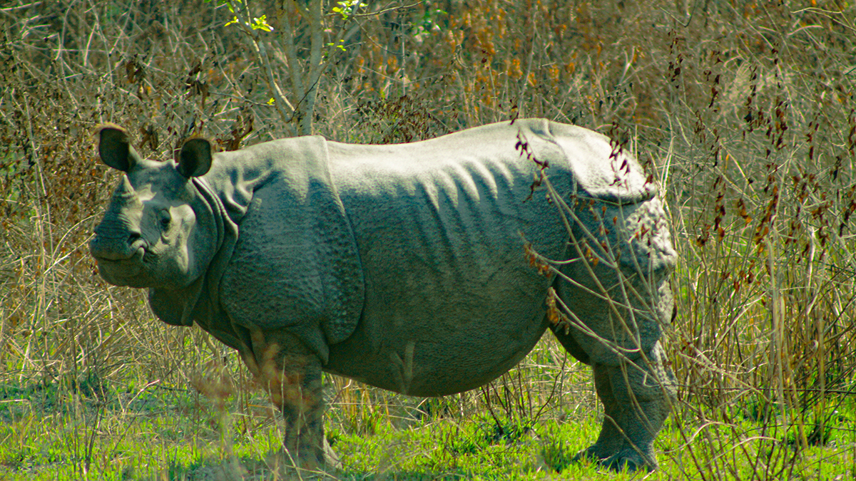 rhino one-horned rhino bardia nepal conservation