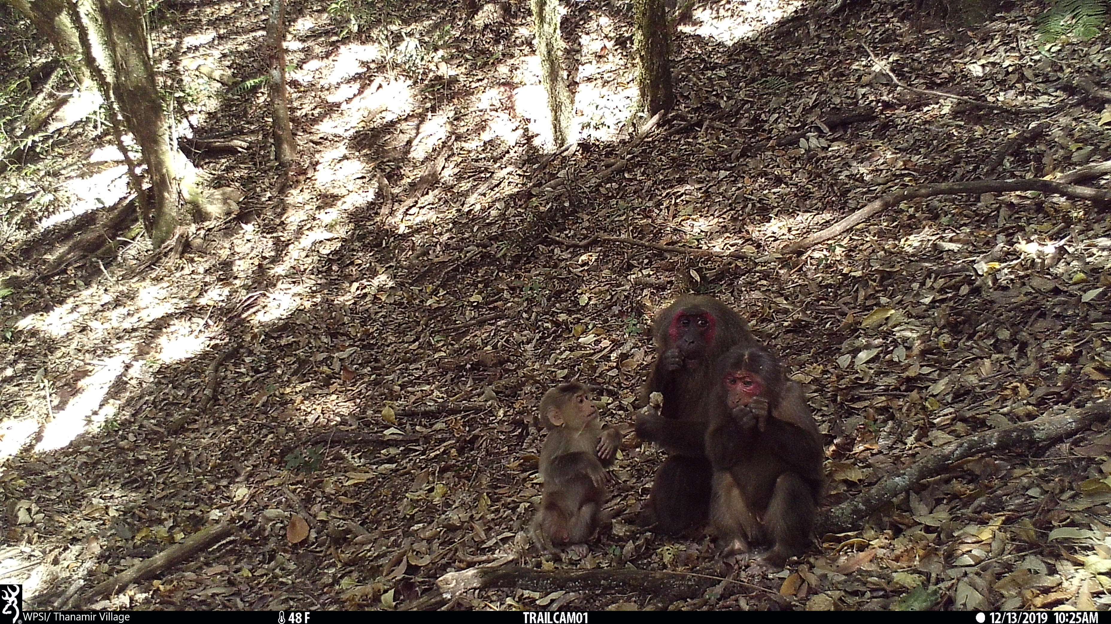 Stump-tailed macaques, WPSI / Thanamir village