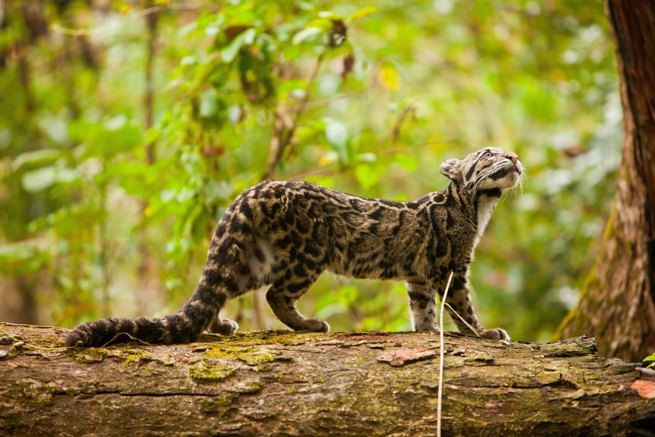 A clouded leopard in Manas National Park, Assam