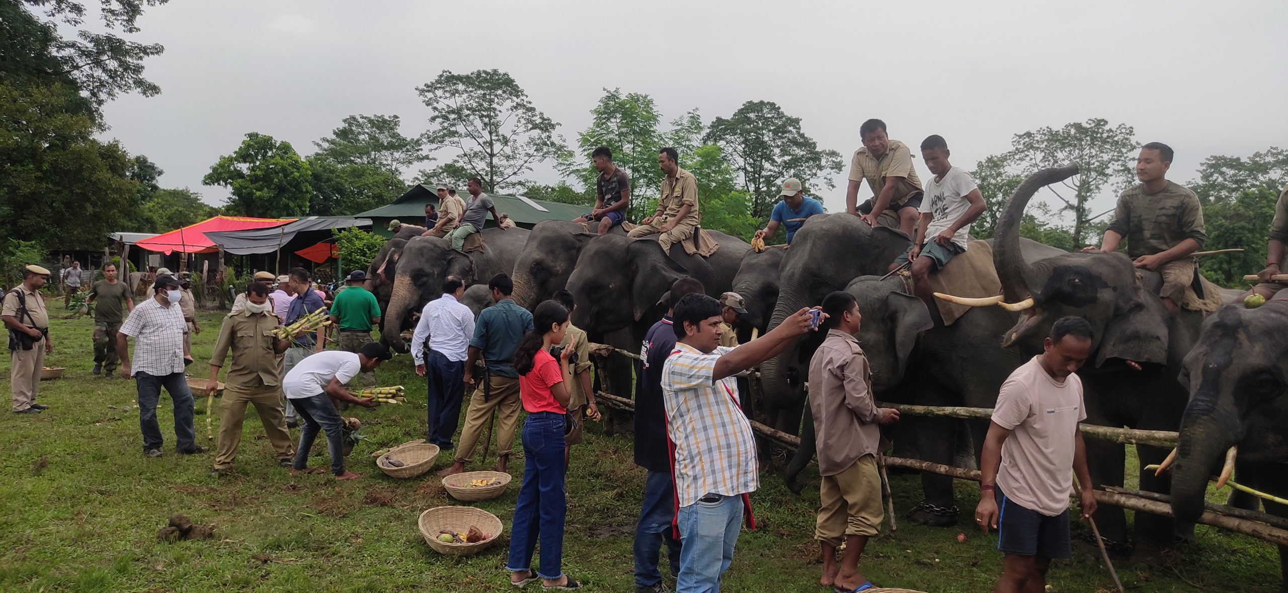 Domesticated elephants of the Assam forest department being fed on World Elephant Day, 12 August (image: Gurvinder Singh)