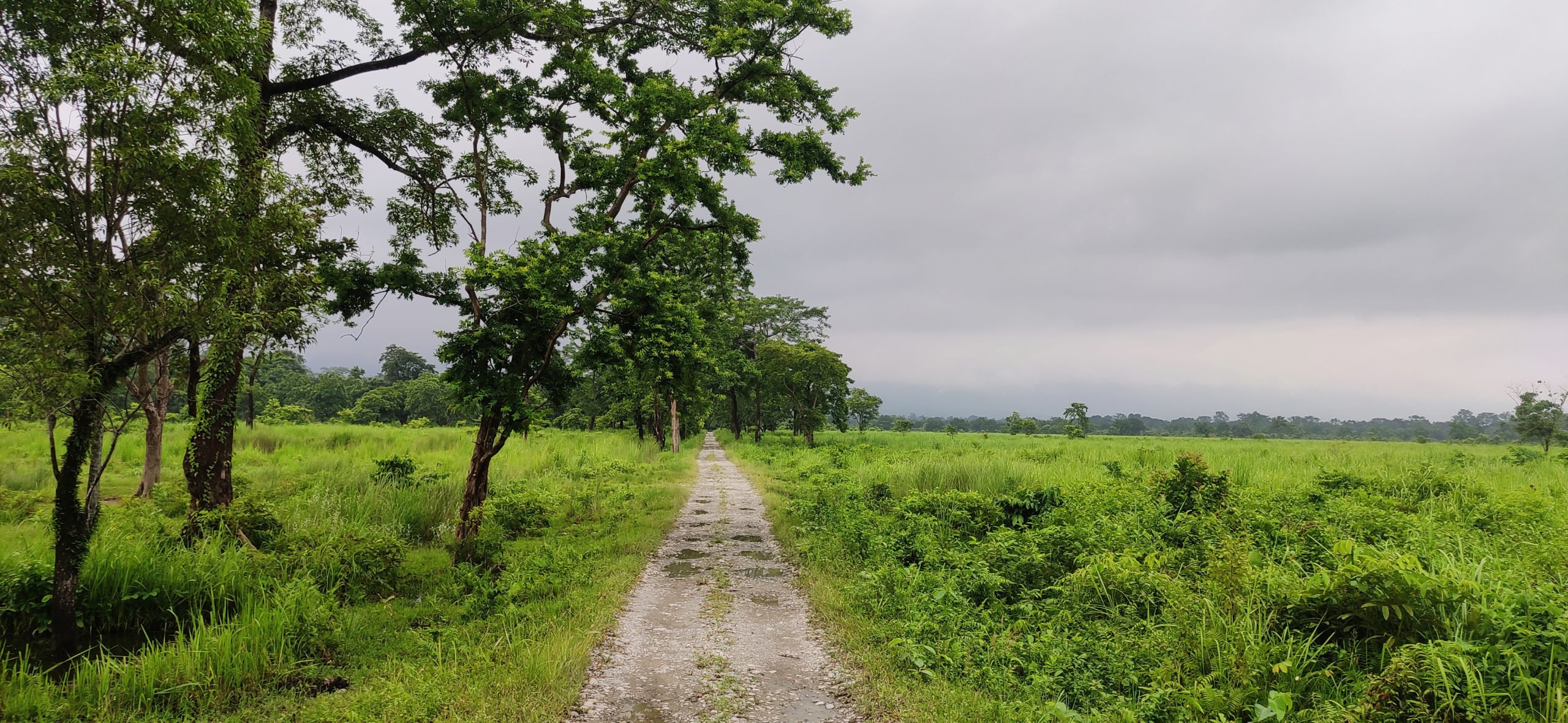 Assam's Manas National Park regains its glory | The Third Pole