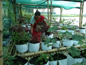A farmer tends her crops on a floating platform. This method of growing vegetables and herbs has helped farmers in Majuli deal with flooding and irregular rainfall. (Image: South Asian Forum for Environment)