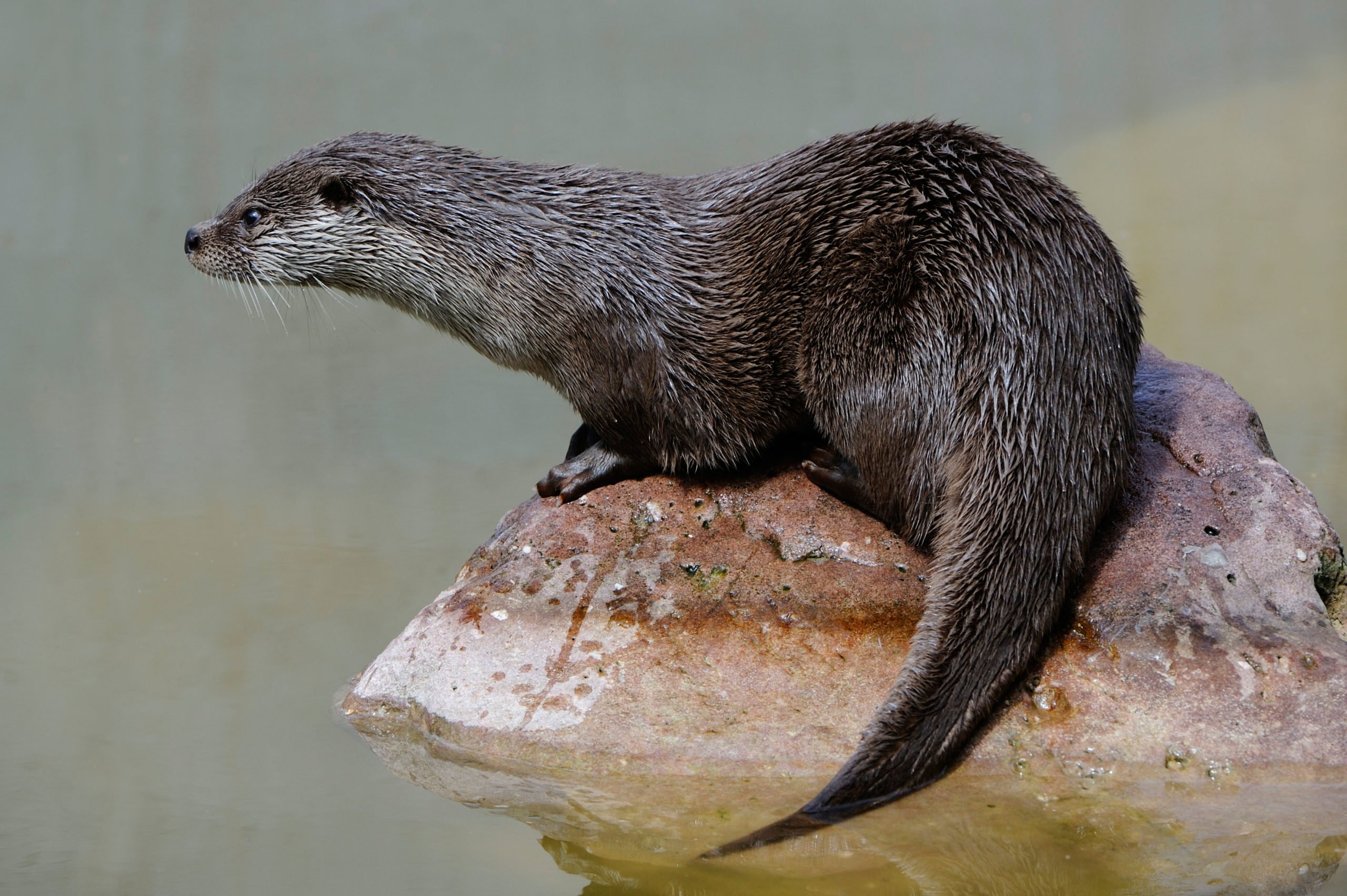 <p>The wildlife of northern Thailand’s rivers and forests, including the near-threatened Eurasian otter, could be disrupted by more dams on the Mekong (Image: Alamy)</p>