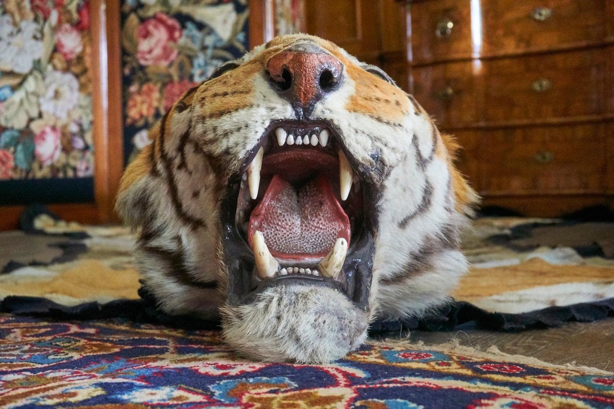 <p>In Southeast Asia, the illegal wildlife trade has been fuelled by the tourism industry. Tiger products are in such high demand that other big cat products are passed off as tiger. (Image: David Barley / Alamy)</p>