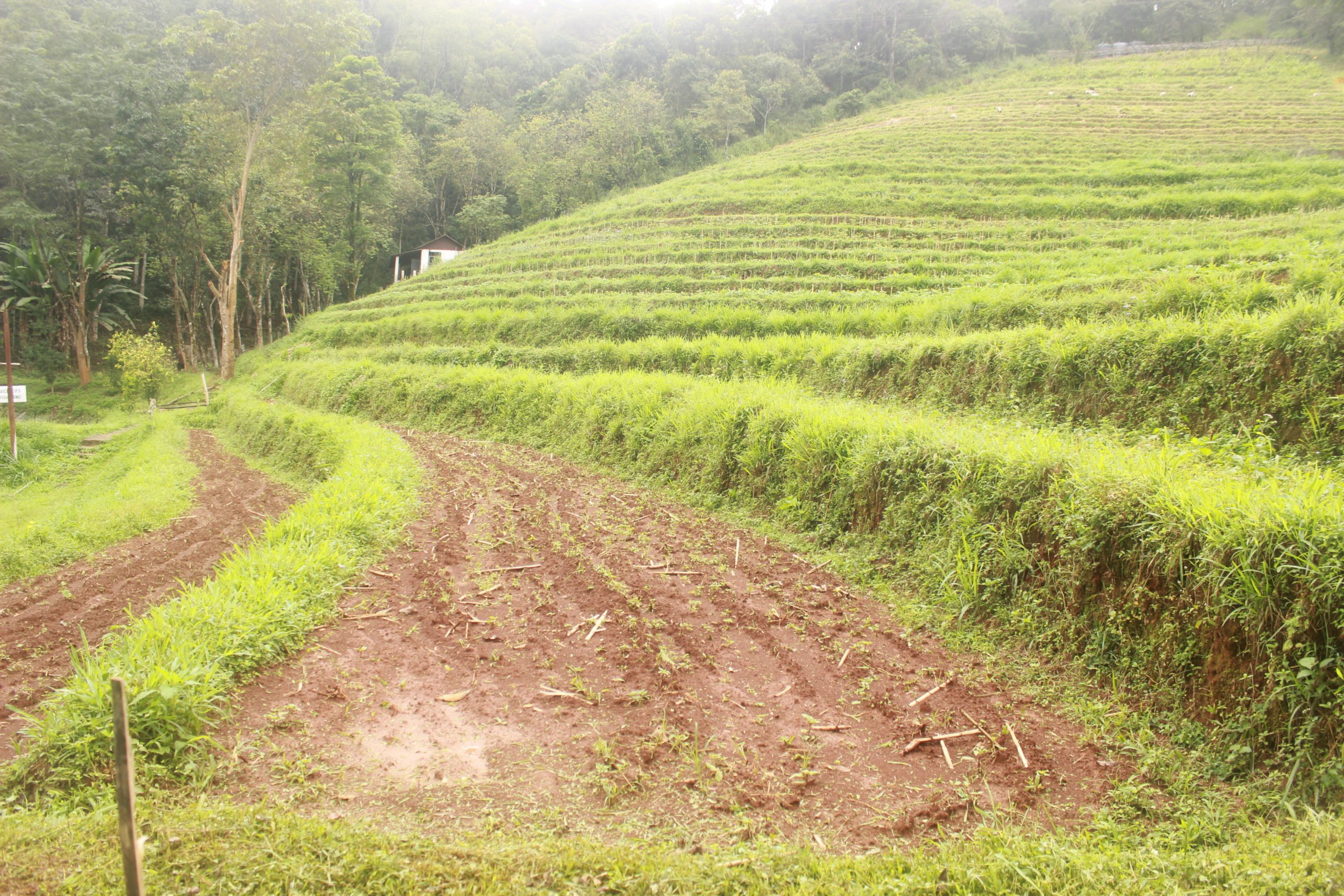 Terraced fields developed on the slope of a hill for farming. The IFS method is promoted in Meghalaya due to soil erosion.