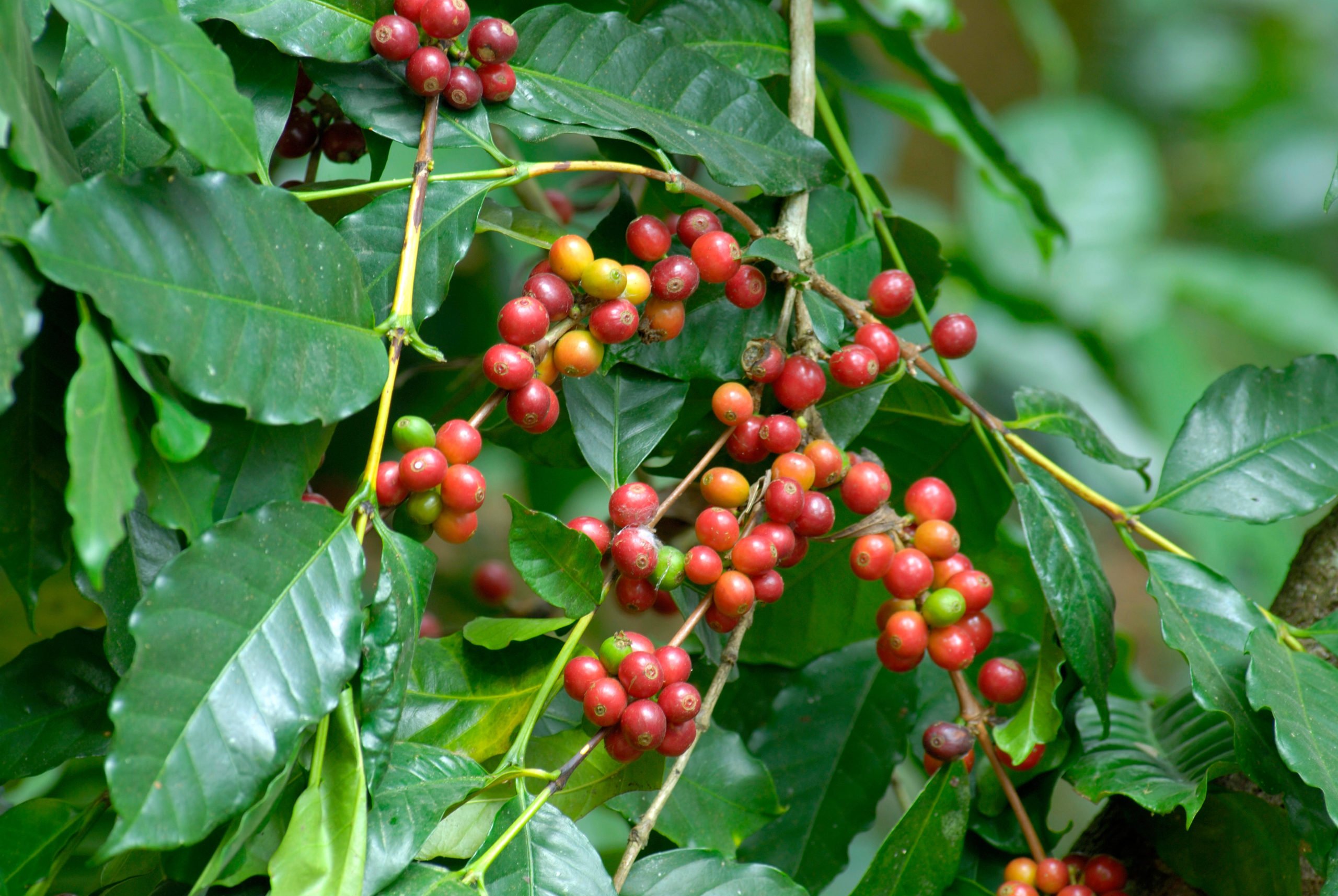 Coffee berries on a coffee plant in Karnataka, India