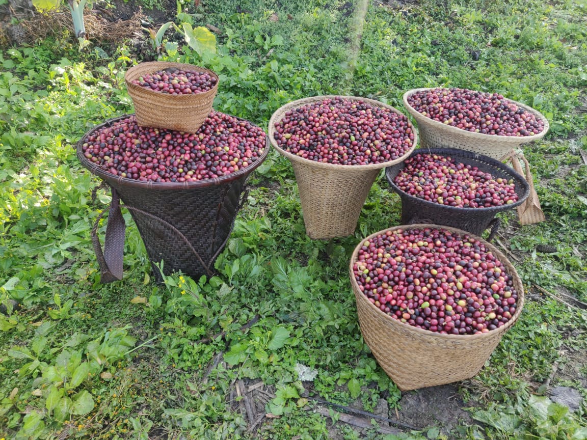 Baskets of coffee fruit in Nagaland, India, Nagaland’s Land Resources Department 