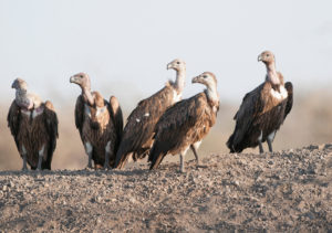 white-rumped vultures in India