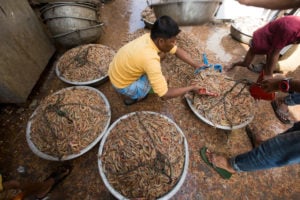 Shrimp are weighed at Fishery Ghat market in Cox’s Bazar, Bangladesh