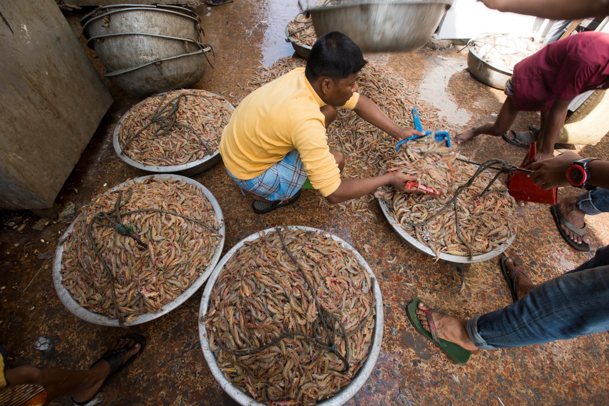 <p>Shrimp are weighed at Fishery Ghat market in Cox’s Bazar, Bangladesh (Image: Muhammad Mostafigur Rahman / Alamy) </p>