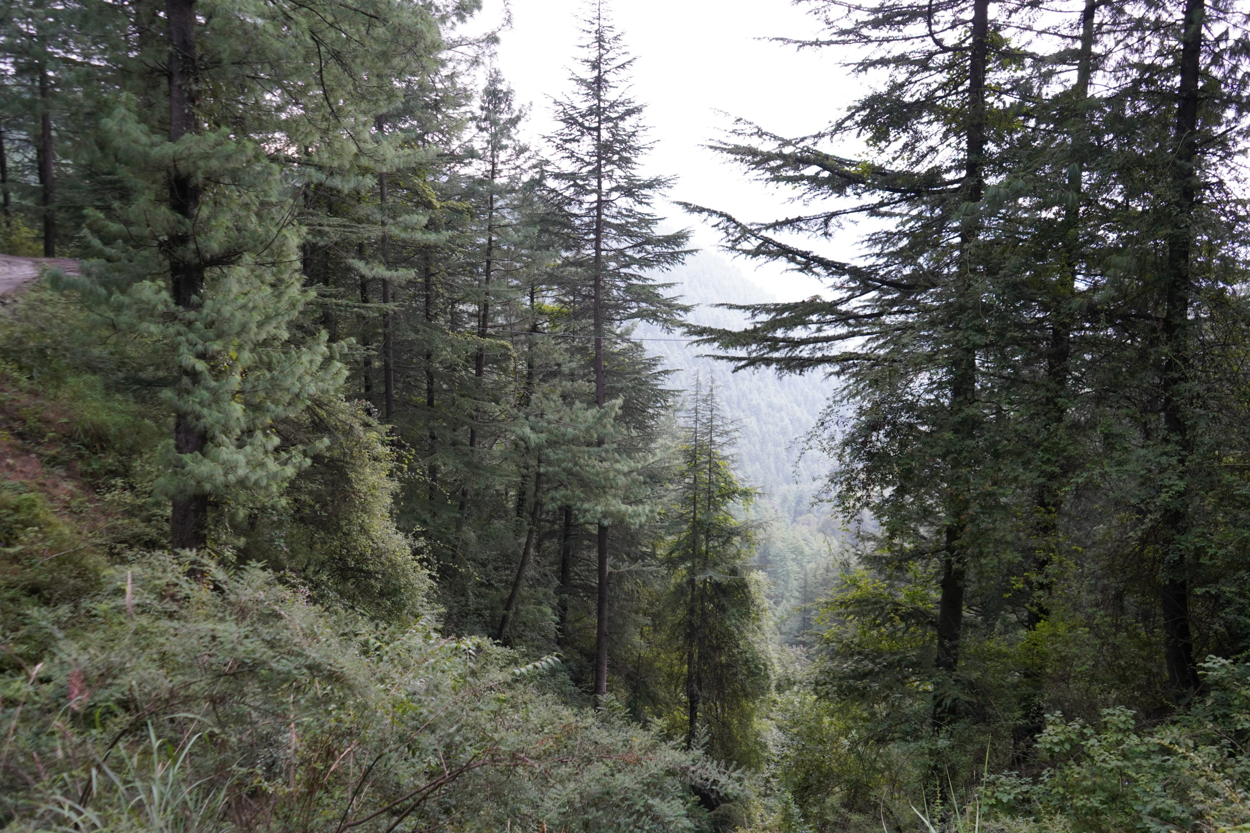 Pine Farming Himachal Pradesh India