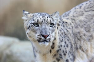 A snow leopard, Nobuo Matsumura