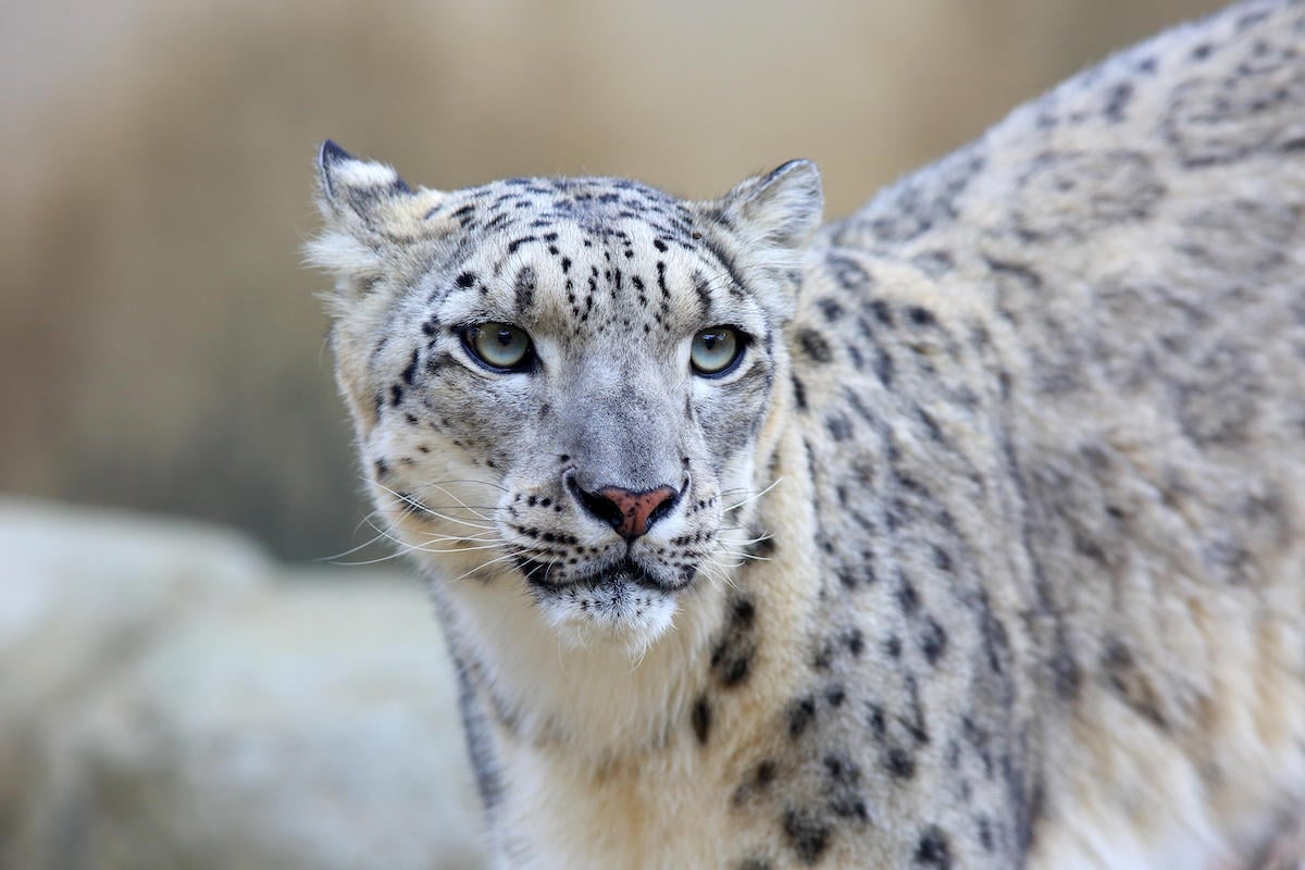 A lack of unified poaching and trafficking data are hampering efforts to protect the snow leopard  (Image: Nobuo Matsumura / Alamy)