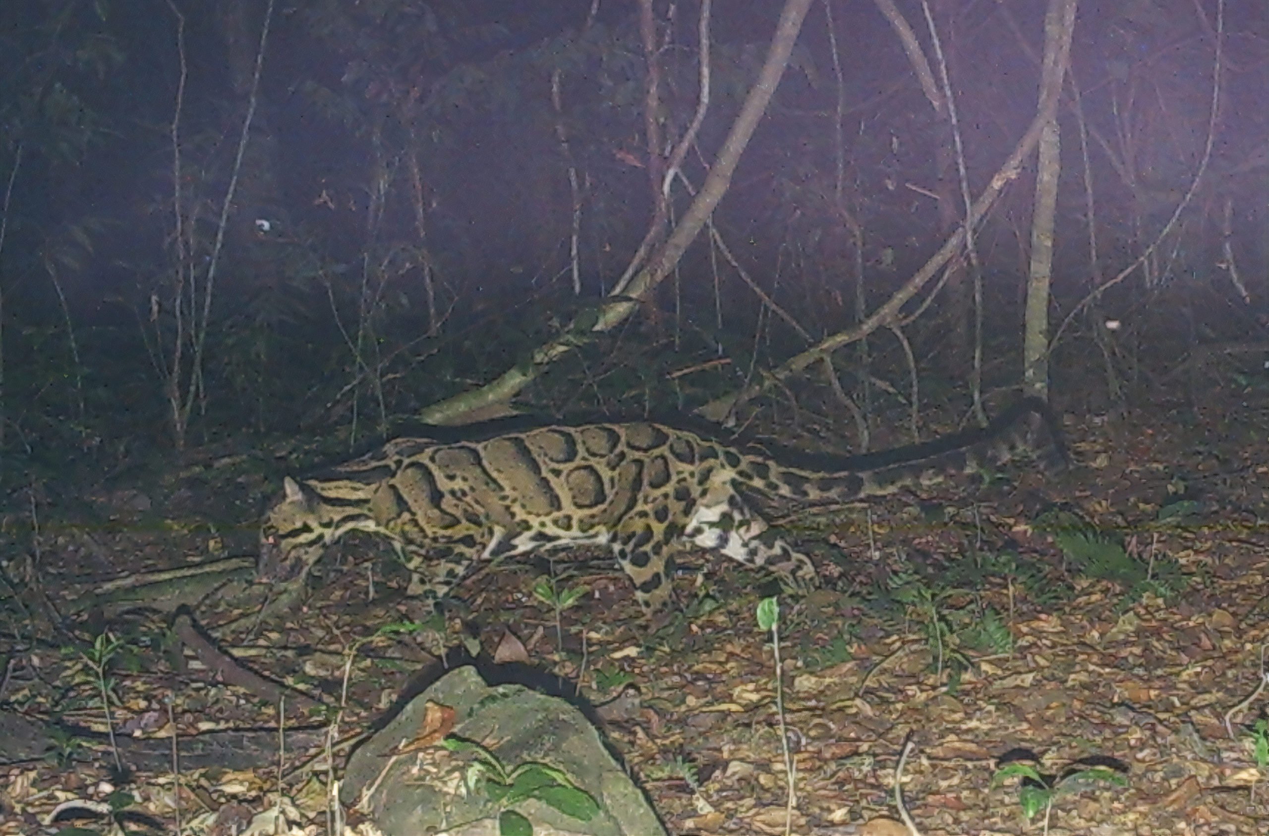 Clouded leopard with a kinked tail